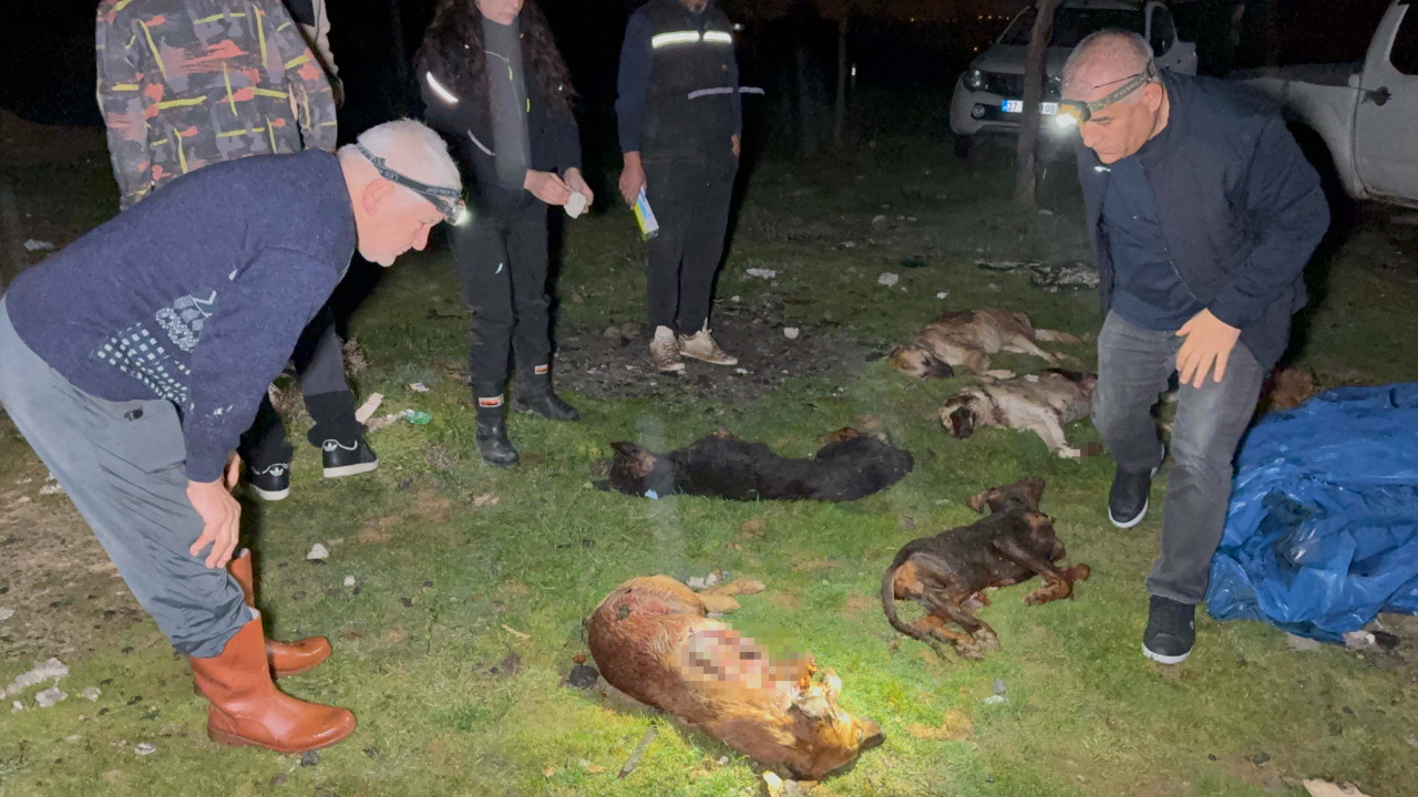 Çöp konteynerinde 9 telef olmuş köpek bulundu