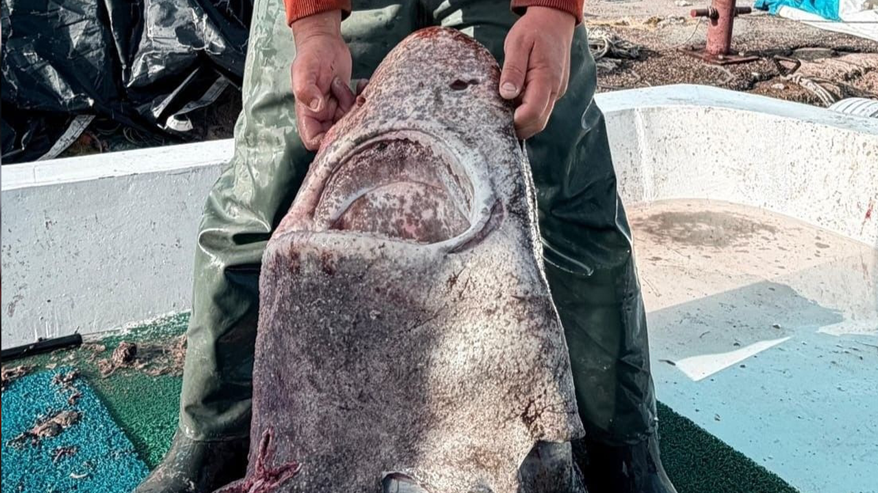 Yalova açıklarında 4 metrelik köpekbalığı