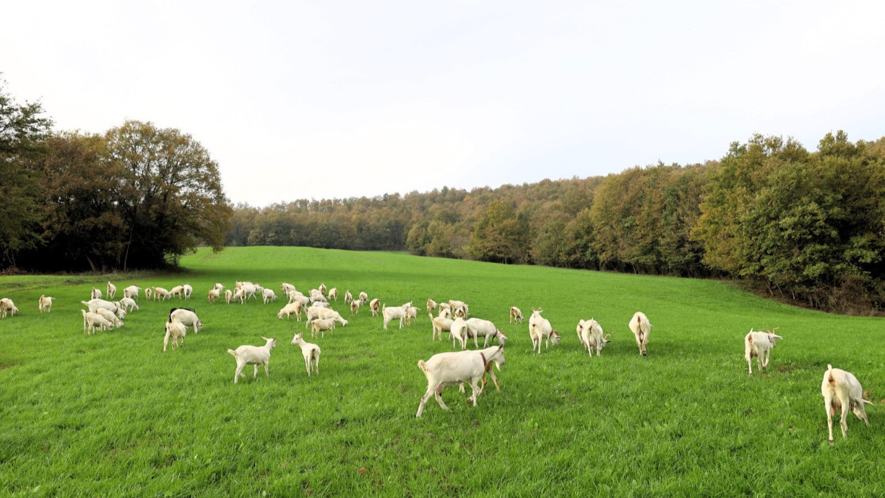 Kocaeli Büyükşehir Belediyesi'nden süt otu desteği... Maliyetleri düşürdü