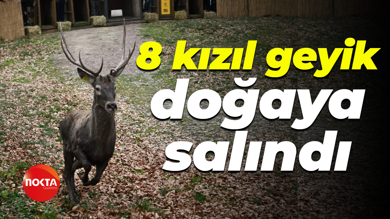 8 kızıl geyik doğaya salındı