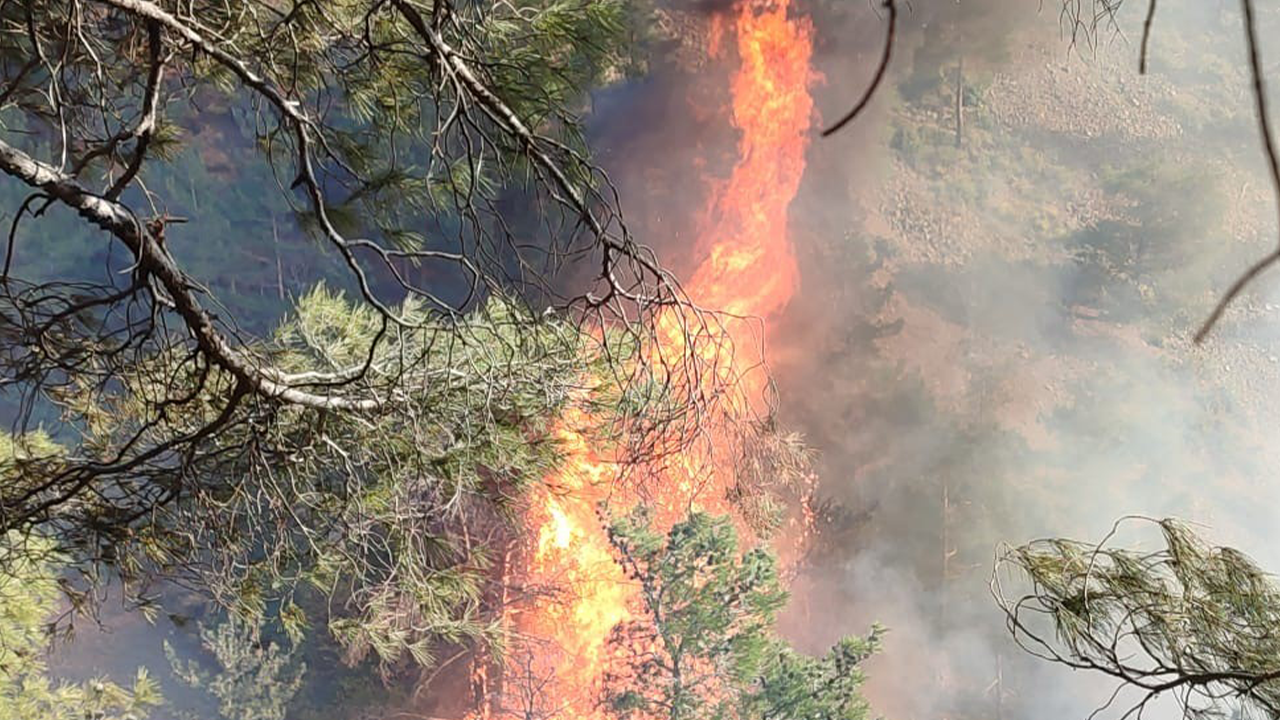 Hatay’da orman yangını