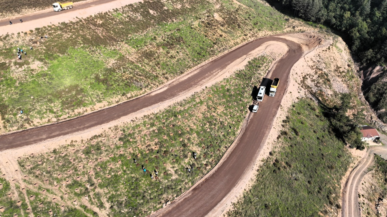 Körfez'e 3 bin 300 Toros sediri dikilecek