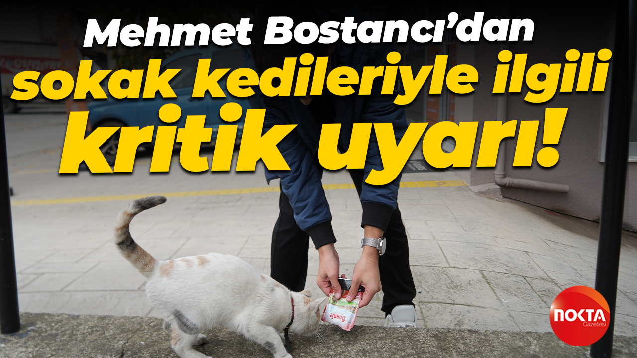 Kocaeli Veteriner Hekimler Oda Başkanı Mehmet Bostancı'dan sokak kedileriyle ilgili kritik uyarılar!