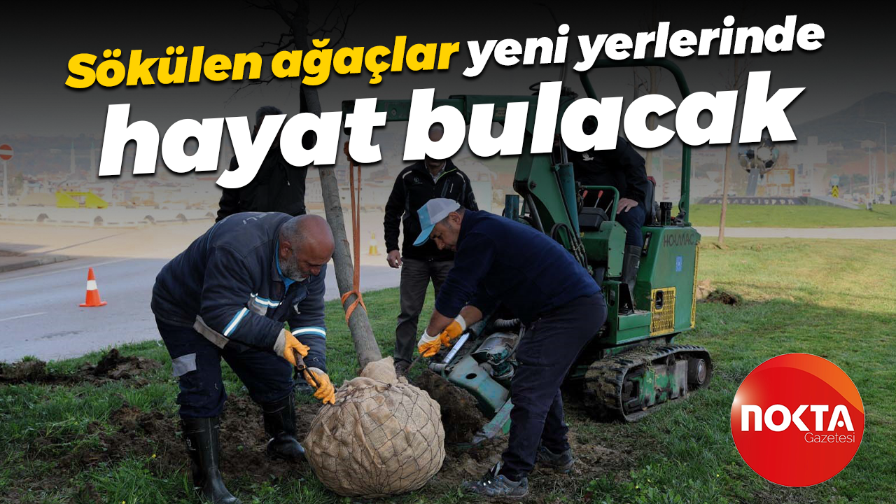 Sökülen ağaçlar yeni yerlerinde hayat bulacak