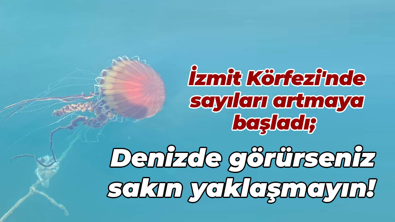İzmit Körfezi'nde sayıları artmaya başladı;  Denizde görürseniz sakın yaklaşmayın!