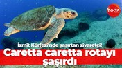 İzmit Körfezi'nde şaşırtan ziyaretçi! Caretta caretta rotayı şaşırdı