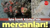 İşte İzmit Körfezi’nin mercanları!