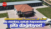 Kahraman köpek Proteo'nun adı verildi… Bu merkez, sokak hayvanlarına şifa dağıtıyor!