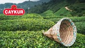 Çaykur Personel Alımı Başvurusu | Çaykur İş Başvurusu Nereden, Nasıl Yapılır?