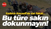 Sadece Kocaeli'de var fakat... Bu türe sakın dokunmayın!