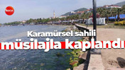 Karamürsel sahili müsilajla kaplandı