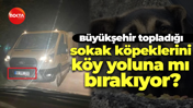 Büyükşehir topladığı sokak köpeklerini köy yoluna mı bırakıyor?