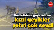 Kocaeli'de doğaya salınan kızıl geyikler şehri çok sevdi