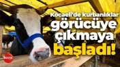 Kocaeli'de kurbanlıklar görücüye çıkmaya başladı!
