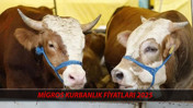 Migros Kurbanlık Fiyatları 2025 BELLİ OLDU! Migros''ta Küçükbaş-Büyükbaş Kurbanlık Ne Kadar?