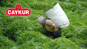 ÇAYKUR KURA CANLI YAYIN: ÇAYKUR Kura Çekimi Hangi Kanalda? ÇAYKUR Kura Sonucu Nereden Öğrenilir?