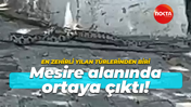 Kocaeli'de en zehirli yılan türlerinden biri görüldü: Mesire alanında ortaya çıktı!