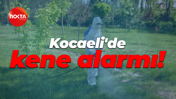 Kocaeli'de kene alarmı!