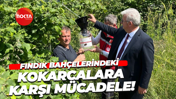 Fındık bahçelerindeki kokarcalara karşı mücadele!