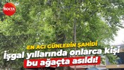 En acı günlerin şahidi… İşgal yıllarında onlarca kişi bu ağaçta asıldı!