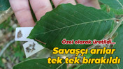 Özel olarak üretildi… Savaşçı arılar tek tek bırakıldı
