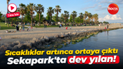 Sıcaklıklar artınca ortaya çıktı... Sekapark'ta dev yılan!
