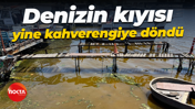 Denizin kıyısı yine kahverengiye döndü