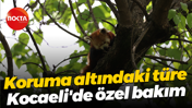 Koruma altındaki türe Kocaeli'de özel bakım