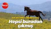Kocaeli'nin az bilinen yüzü... Hepsi buradan çıkmış
