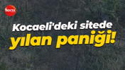 Kocaeli'deki sitede yılan paniği!