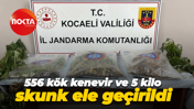 556 kök kenevir ve 5 kilo skunk ele geçirildi