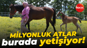 Kocaeli'de milyonluk atlara özel bakım!