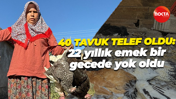 40 tavuk telef oldu: 22 yıllık emek bir gecede yok oldu