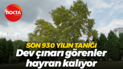 Son 930 yılın tanığı... Dev çınarı görenler hayran kalıyor