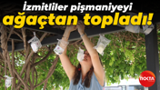 İzmitliler pişmaniyeyi ağaçtan topladı!