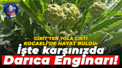 Girit’ten yola çıktı, Kocaeli’de hayat buldu: İşte karşınızda Darıca Enginarı!