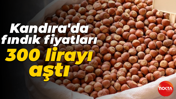 Kandıra'da fındık fiyatları 300 lirayı aştı