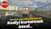 TEM Otoyolu'nda şok anlar: Kediyi kurtarmak istedi...