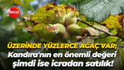 Üzerinde yüzlerce ağaç var; Kandıra'nın en önemli değeri, şimdi ise icradan satılık!