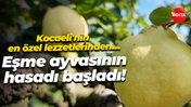 Kocaeli'nin en özel lezzetlerinden… Eşme ayvasının hasadı başladı!