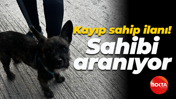 Kayıp sahip ilanı! Sahibi aranıyor
