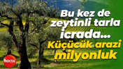 Kocaeli’de zeytinli tarla icrada! Küçücük arazi milyonluk