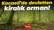 Kocaeli’de devletten kiralık orman!