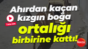 Ahırdan kaçan kızgın boğa ortalığı birbirine kattı!