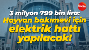 3 milyon 799 bin lira: Hayvan bakımevi için elektrik hattı yapılacak!
