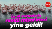 İzmit Körfezi’nin renkli misafirleri yine geldi!