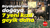 Kocaeli Büyükşehir Belediyesi'nden doğaya 7 yeni kızıl geyik daha