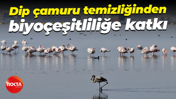 Dip çamuru temizliğinden biyoçeşitliliğe katkı