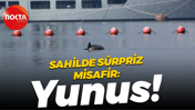 Gölcük sahile sürpriz misafir: Yunus!