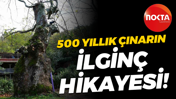 Kocaeli'deki 500 yıllık çınarın ilginç hikayesi!